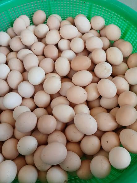 Trứng gà ta (20 quả)