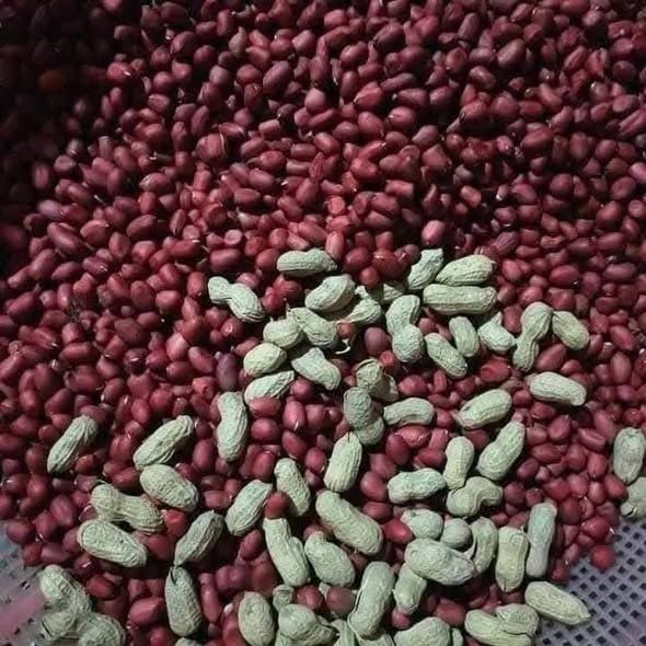Lạc đỏ Tây Bắc