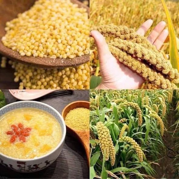 Hạt kê nếp Nghệ An