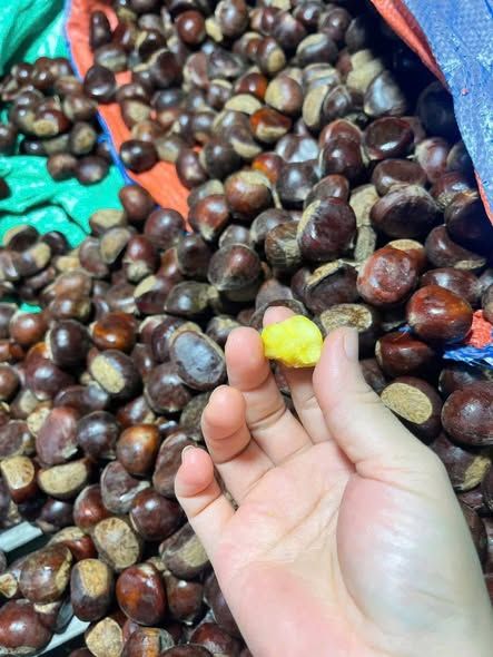 Hạt dẻ tươi Cao Bằng