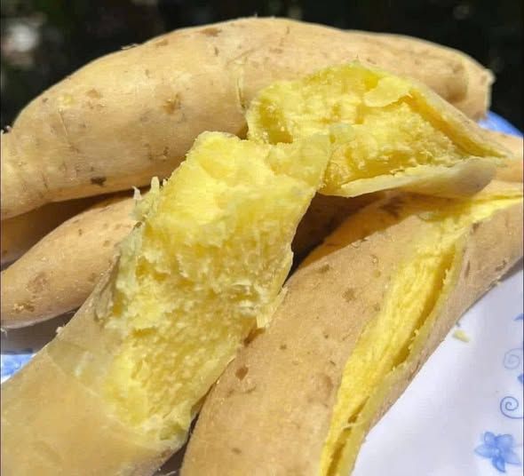 Khoai lang sữa Thái Lan