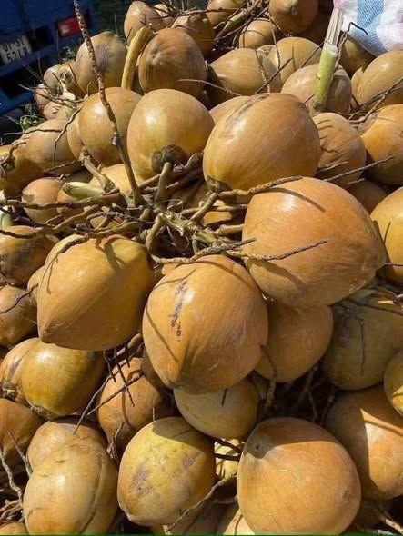 Dừa xiêm trọc (10 quả)