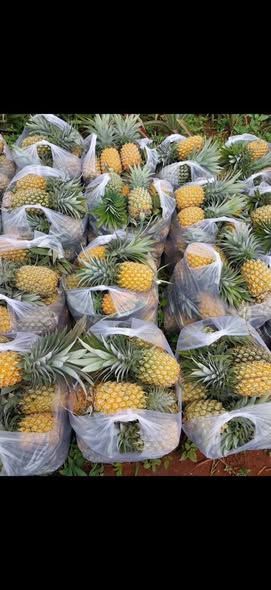 Thơm (dứa) Phú Yên — 10 quả